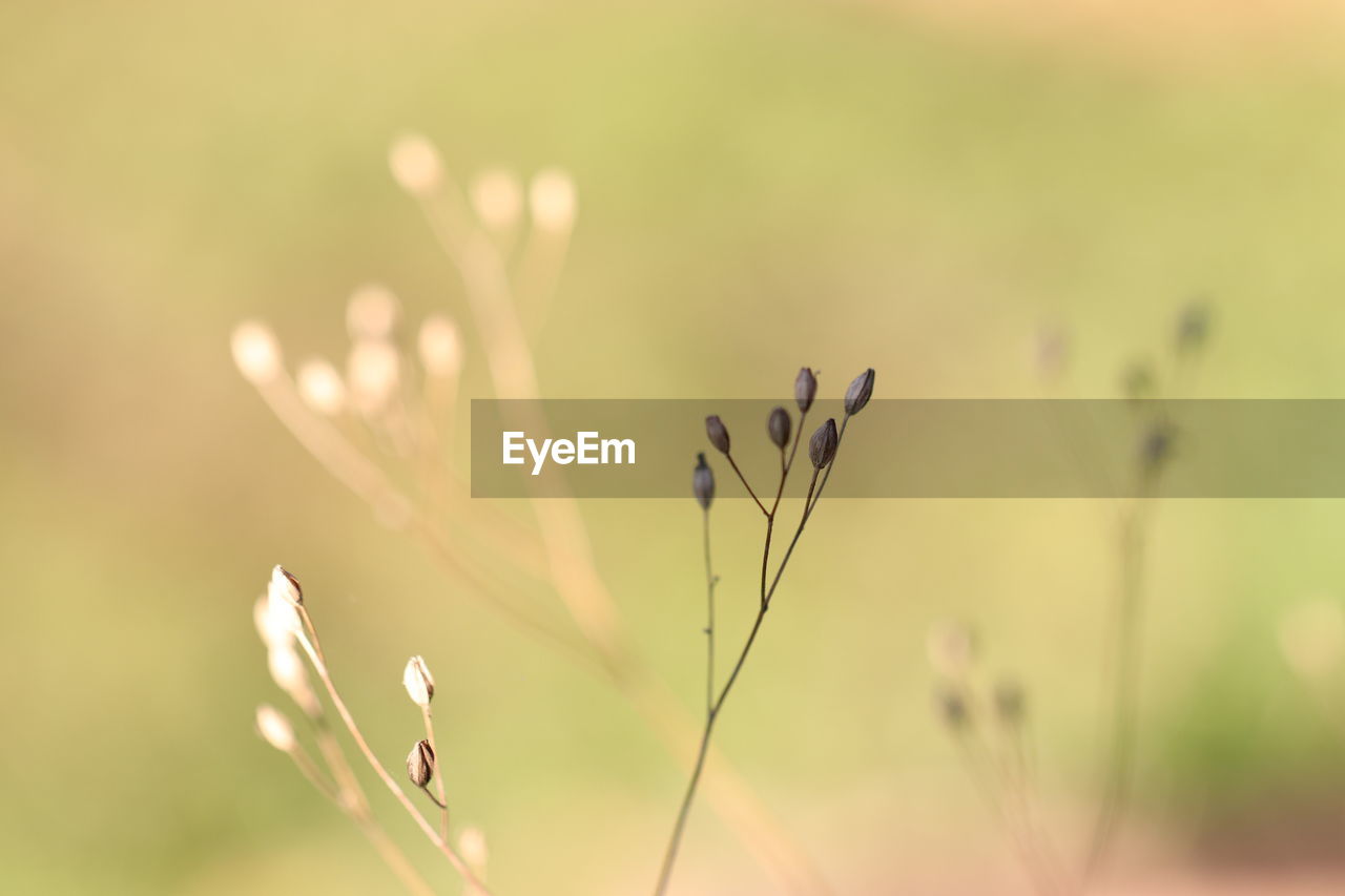 CLOSE-UP OF FLOWERING PLANT ON FIELD