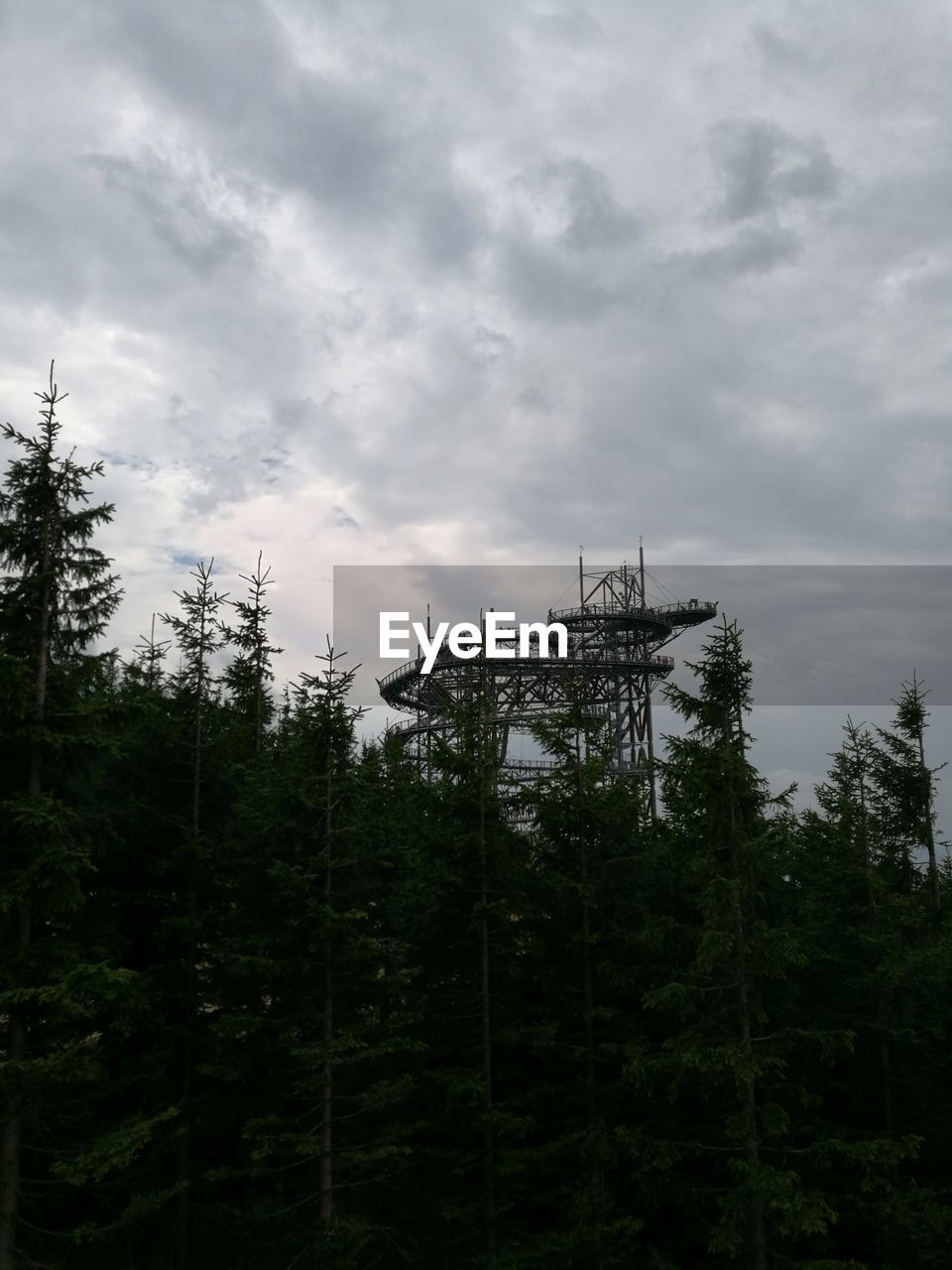 LOW-ANGLE VIEW OF TREES AGAINST SKY