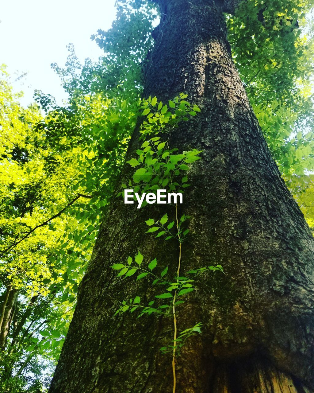 LOW ANGLE VIEW OF TREE TRUNK