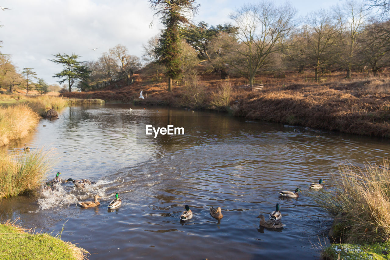 DUCKS IN WATER