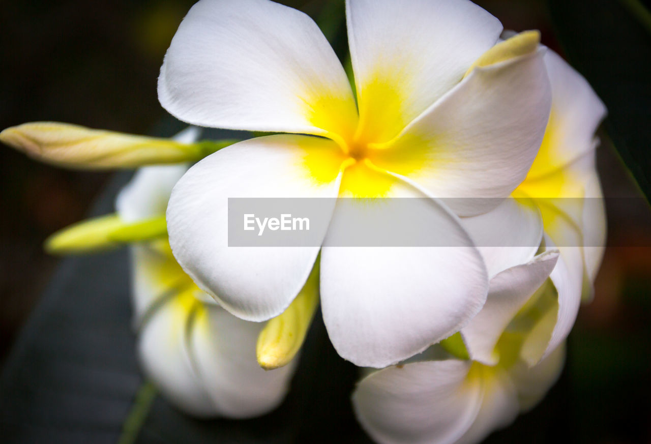 Close-up of white flowering plant