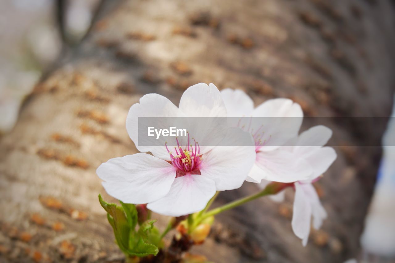 Close-up of white cherry blossom