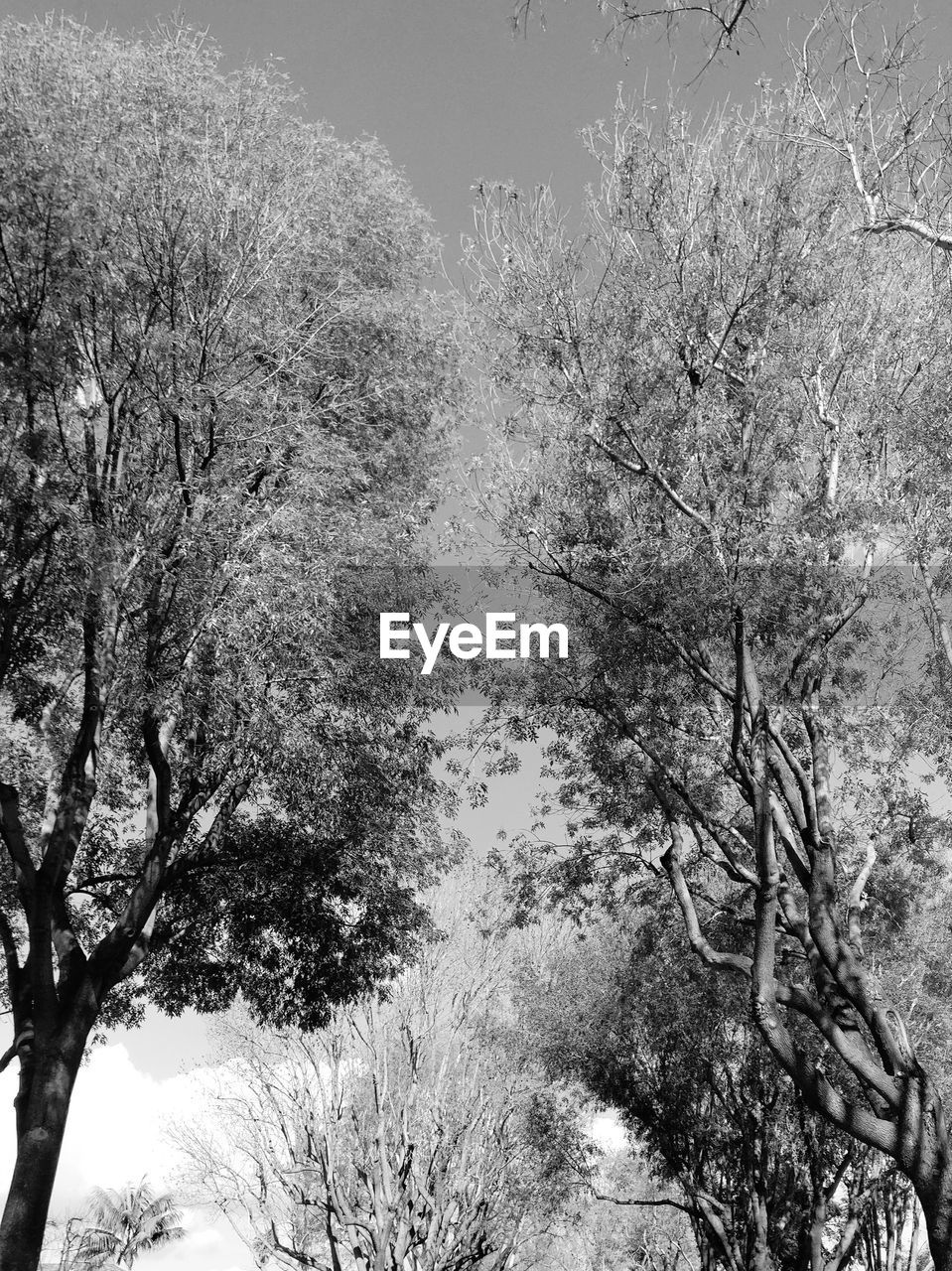 CLOSE-UP OF TREE AGAINST SKY