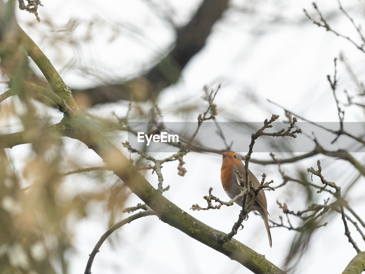 Low angle view of bird perching on tree