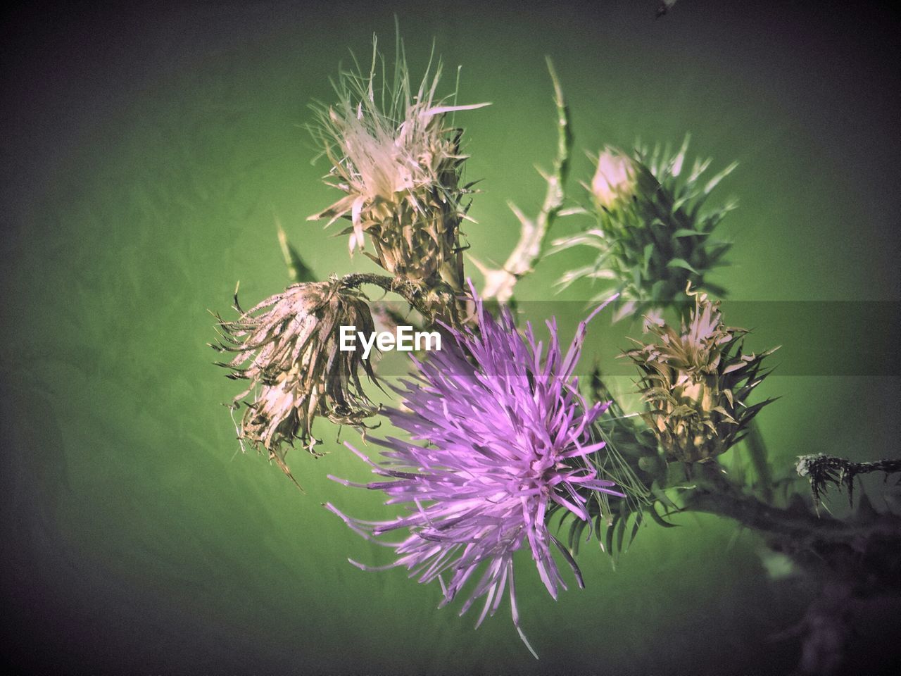 CLOSE-UP OF PURPLE FLOWERS