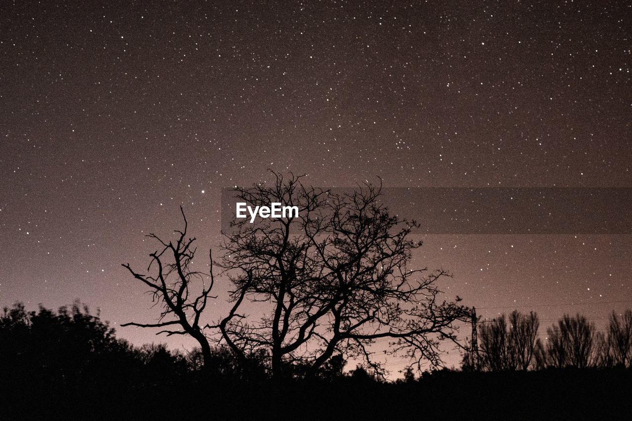 SILHOUETTE TREES AGAINST SKY AT NIGHT