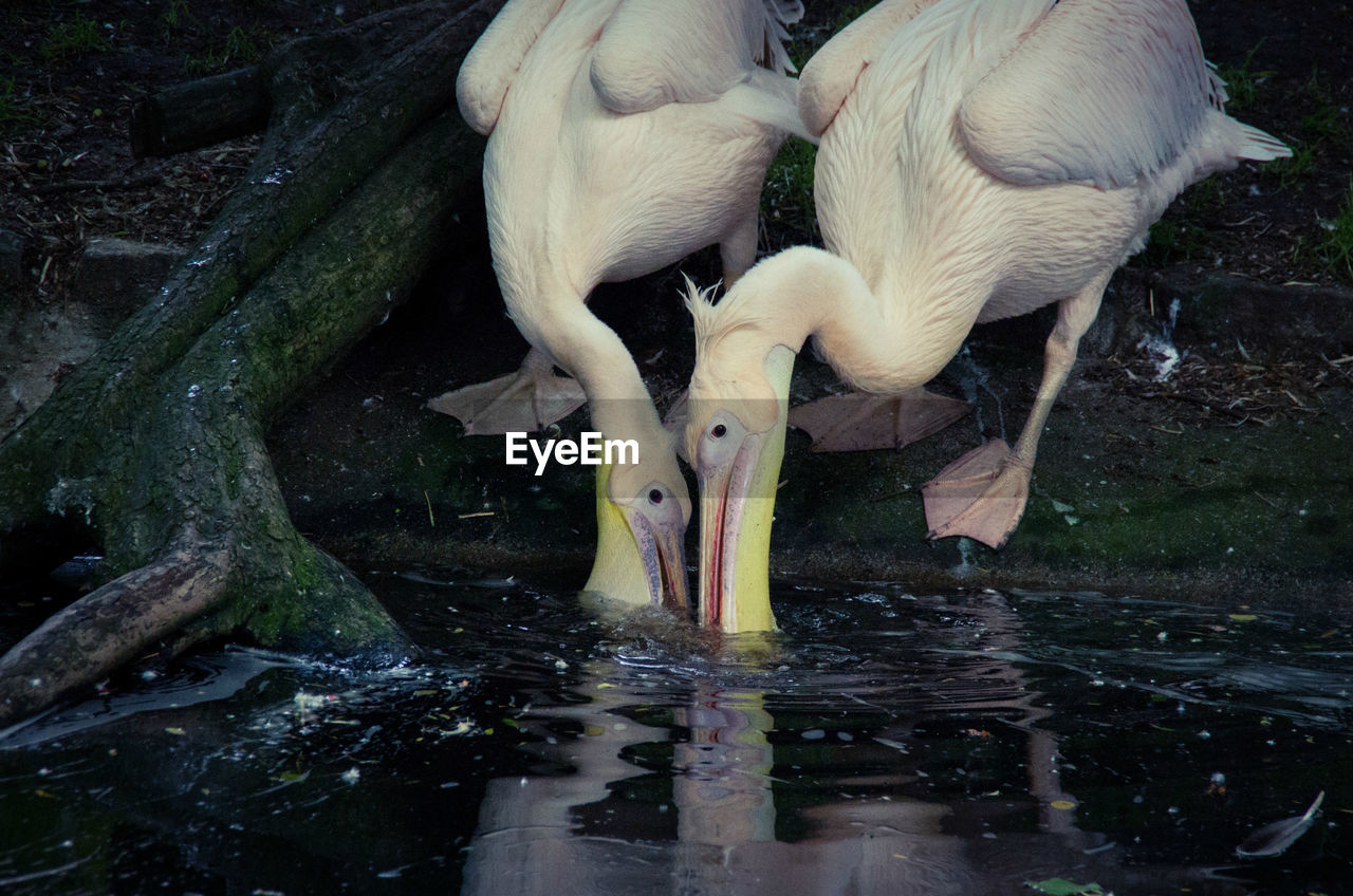 Close up of pelicans on lake