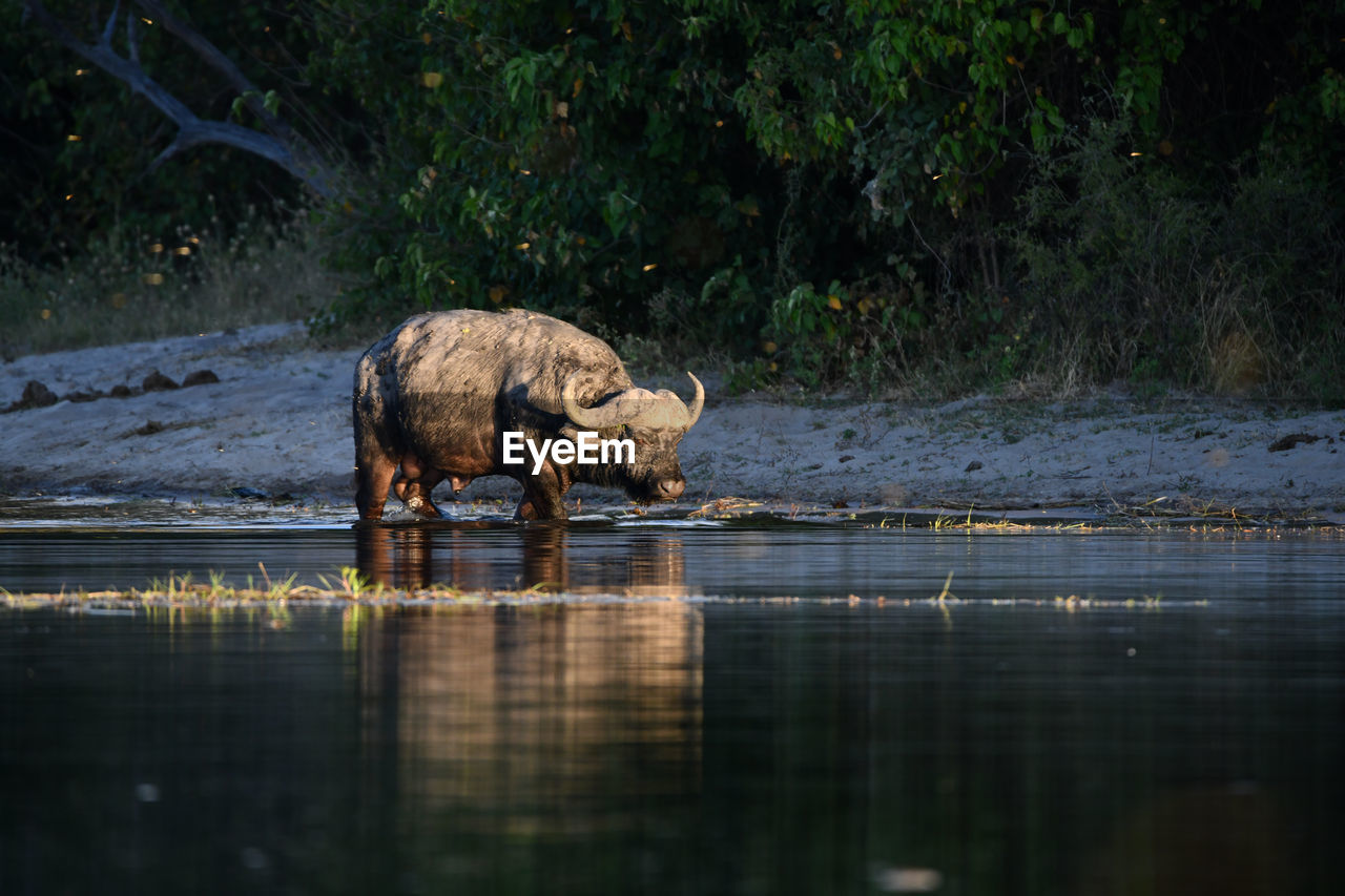 VIEW OF GIRAFFE DRINKING WATER