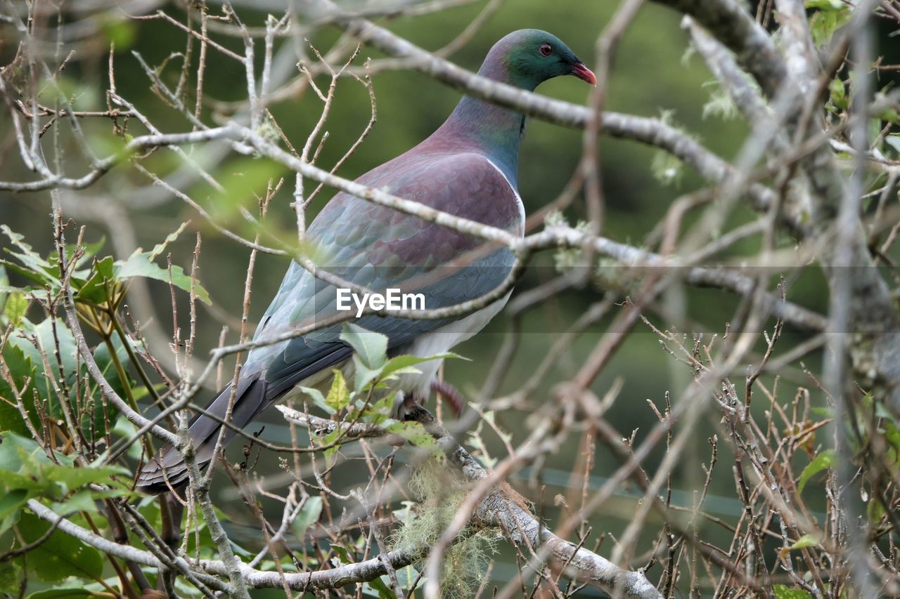 BIRD PERCHING ON BRANCH