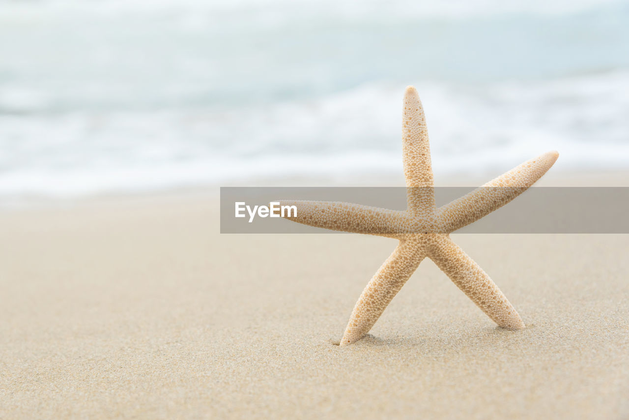 Close-up of starfish on sand at beach