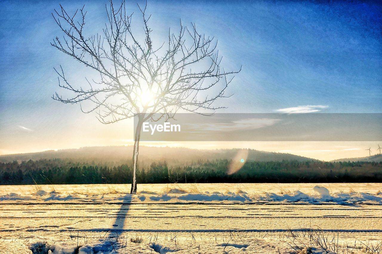 BARE TREE AGAINST SNOW COVERED LANDSCAPE