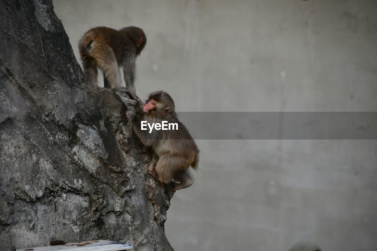 MONKEYS ON A TREE TRUNK