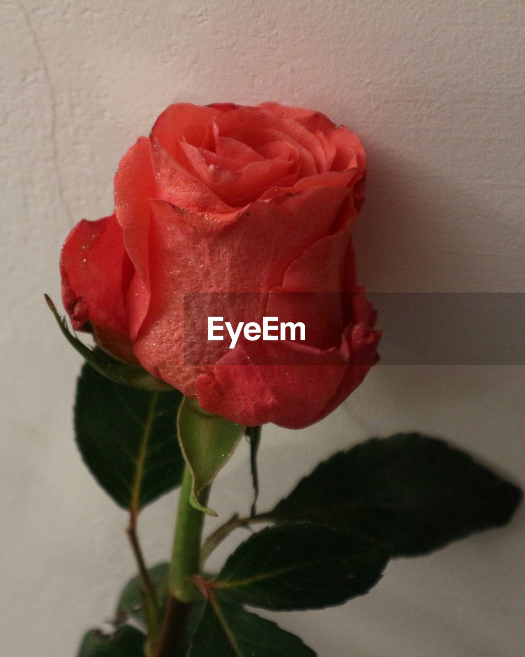 Close-up of red rose blooming outdoors