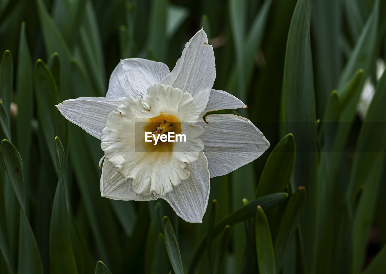 Daffodil - spring flower