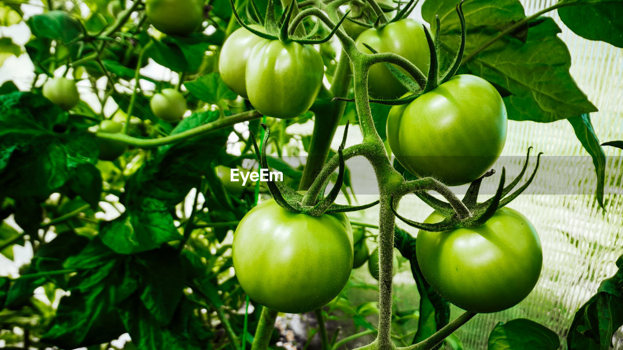 close-up of tomatoes on tree