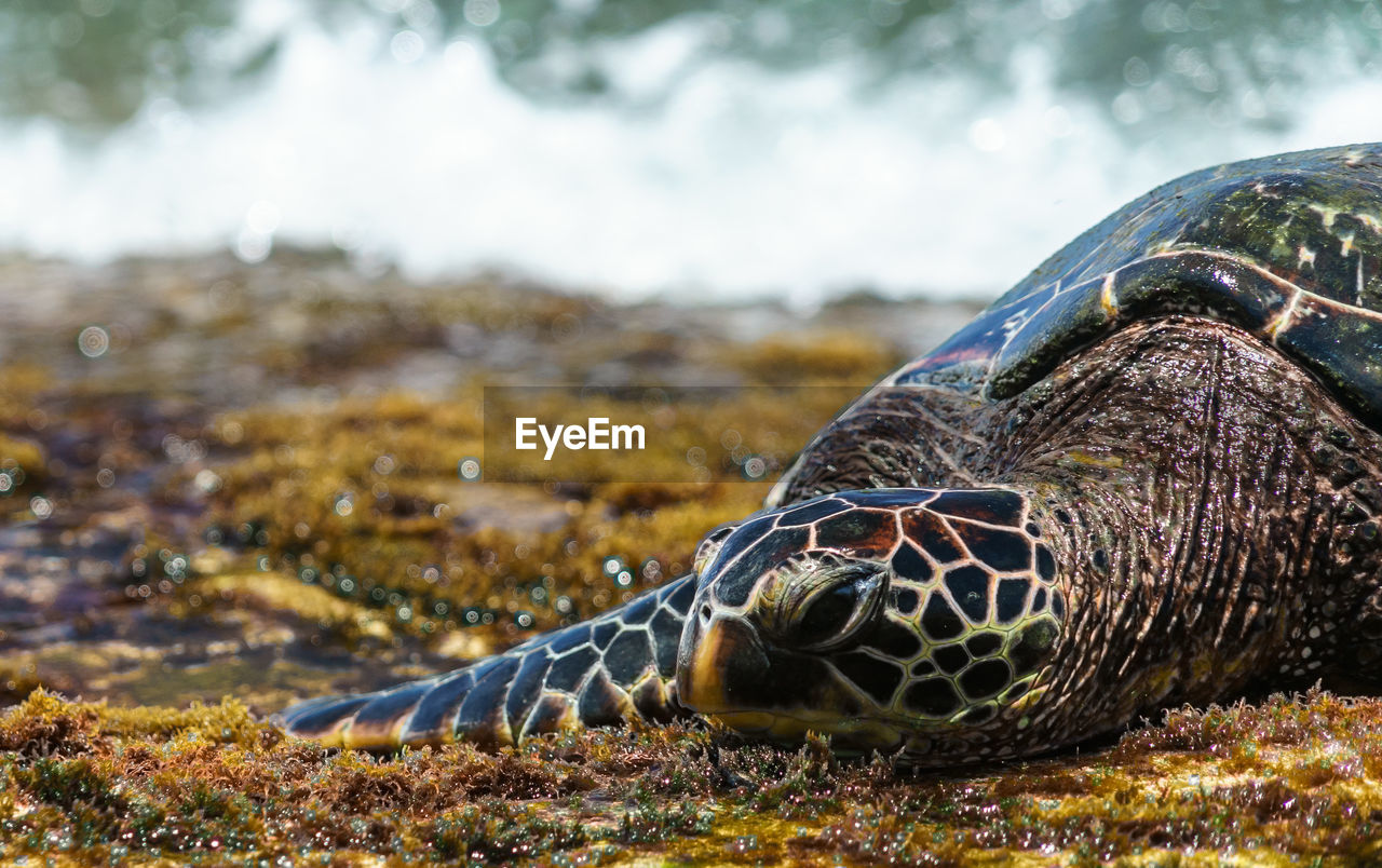 CLOSE-UP OF GIRAFFE IN SEA