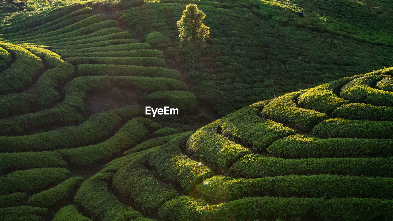 High angle view of agricultural field