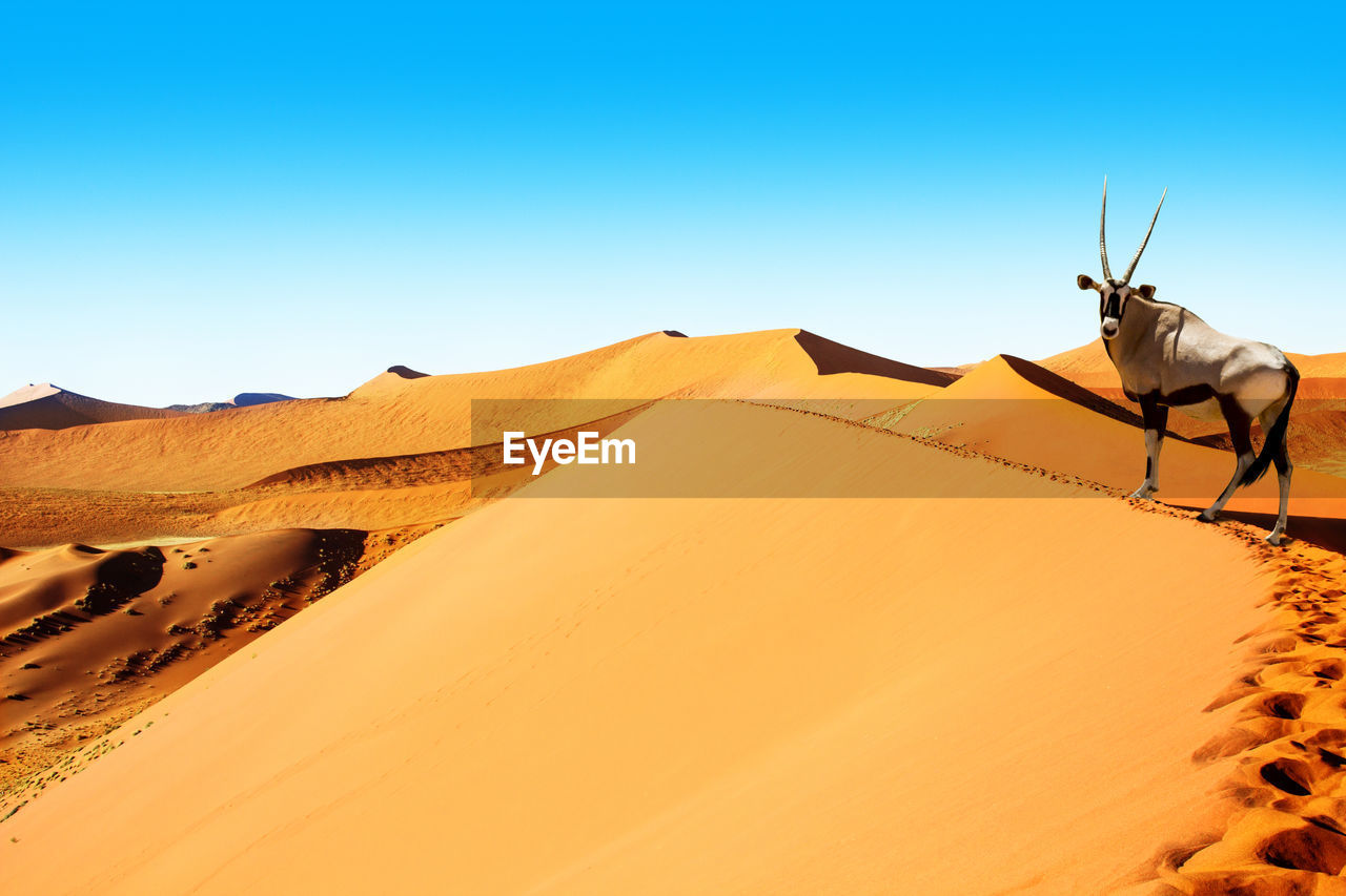 SCENIC VIEW OF SAND DUNES AGAINST CLEAR SKY