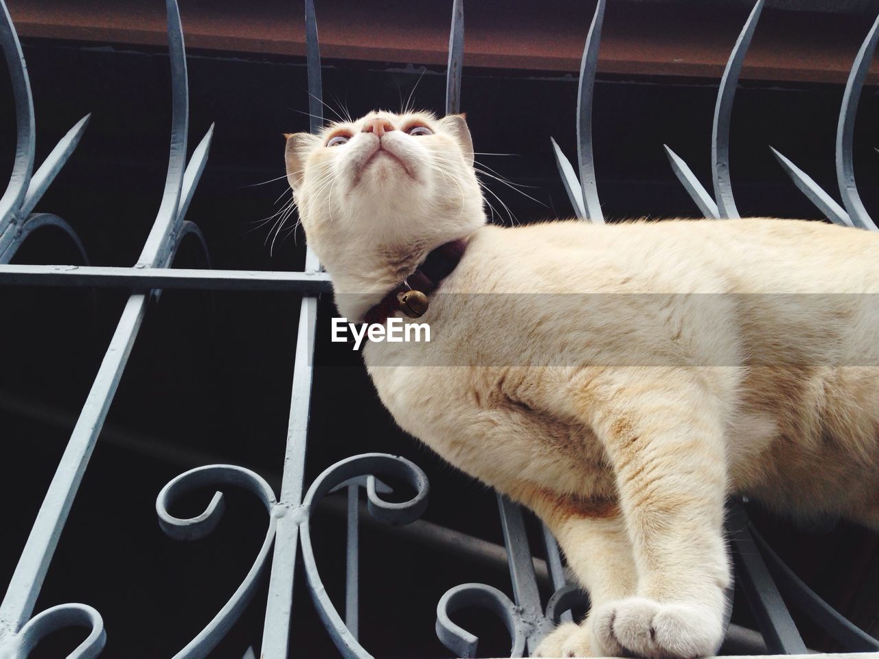 Low angle view of cat at balcony