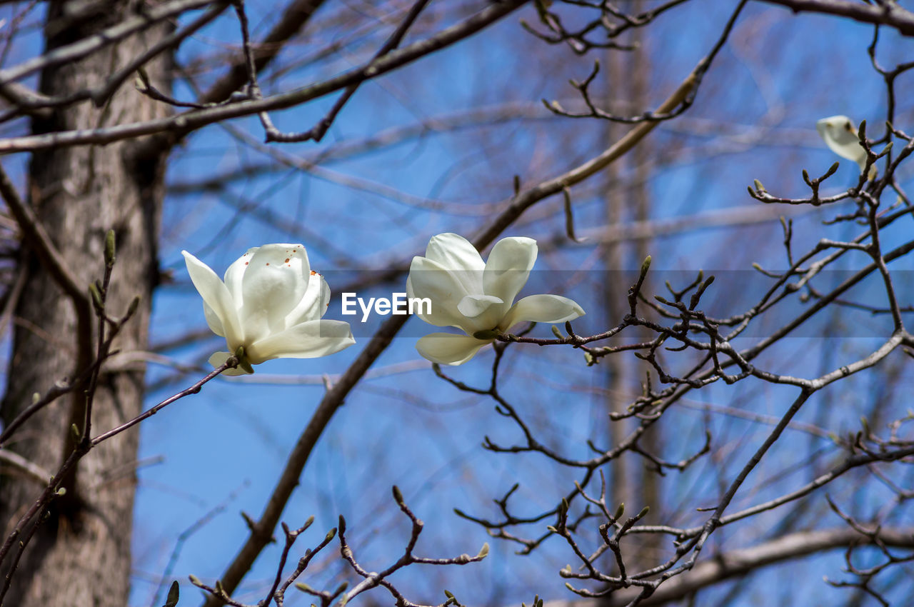 CLOSE-UP OF WHITE FLOWERS ON BRANCH