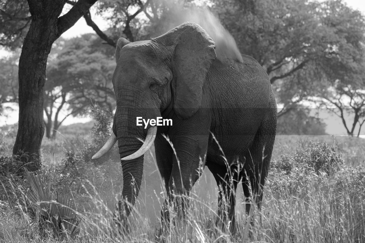 animal themes, animal, animal wildlife, plant, elephant, mammal, tree, indian elephant, black and white, wildlife, nature, african elephant, safari, grass, monochrome photography, no people, one animal, land, trunk, day, monochrome, animal body part, outdoors, environment, animal trunk, field, tusk, forest, beauty in nature, walking, landscape, tree trunk, standing, tourism, sunlight