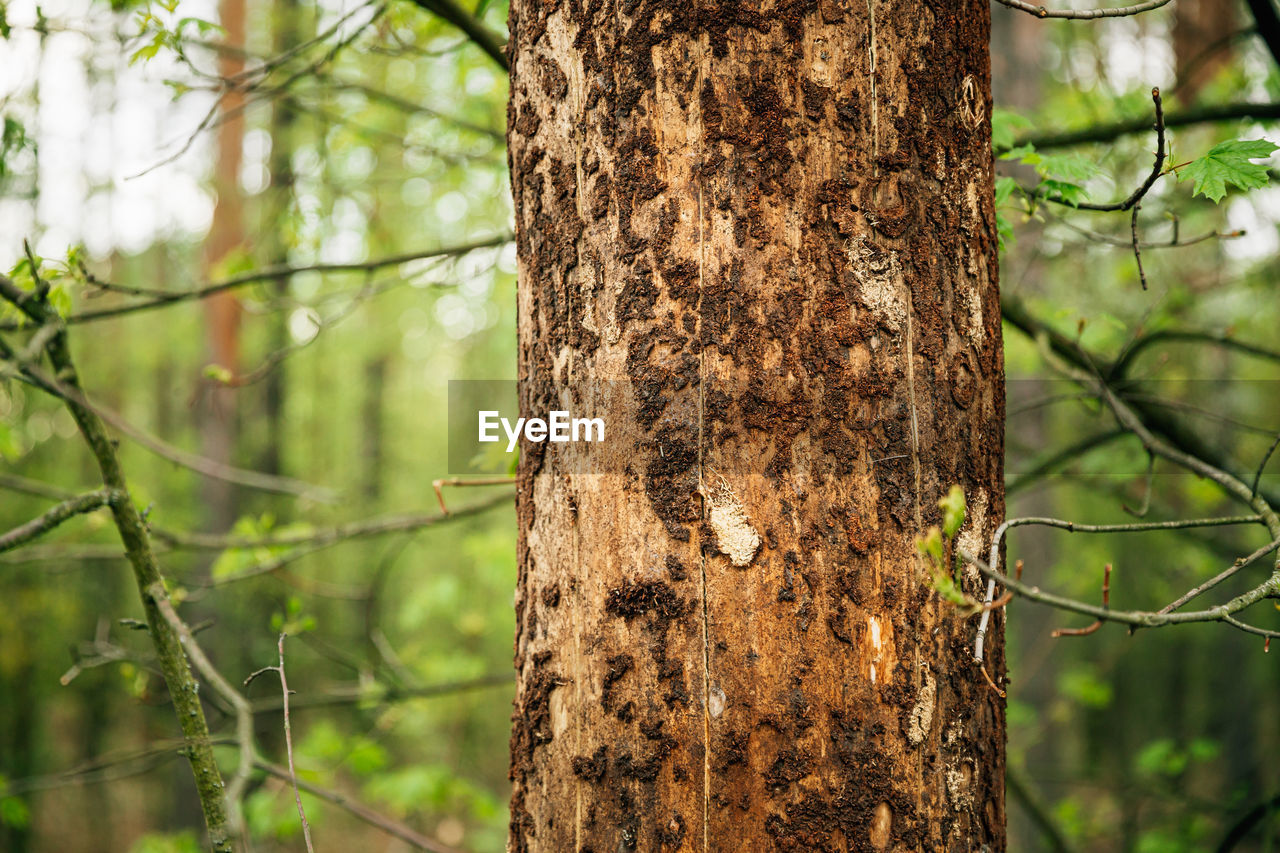 close-up of tree trunk in forest