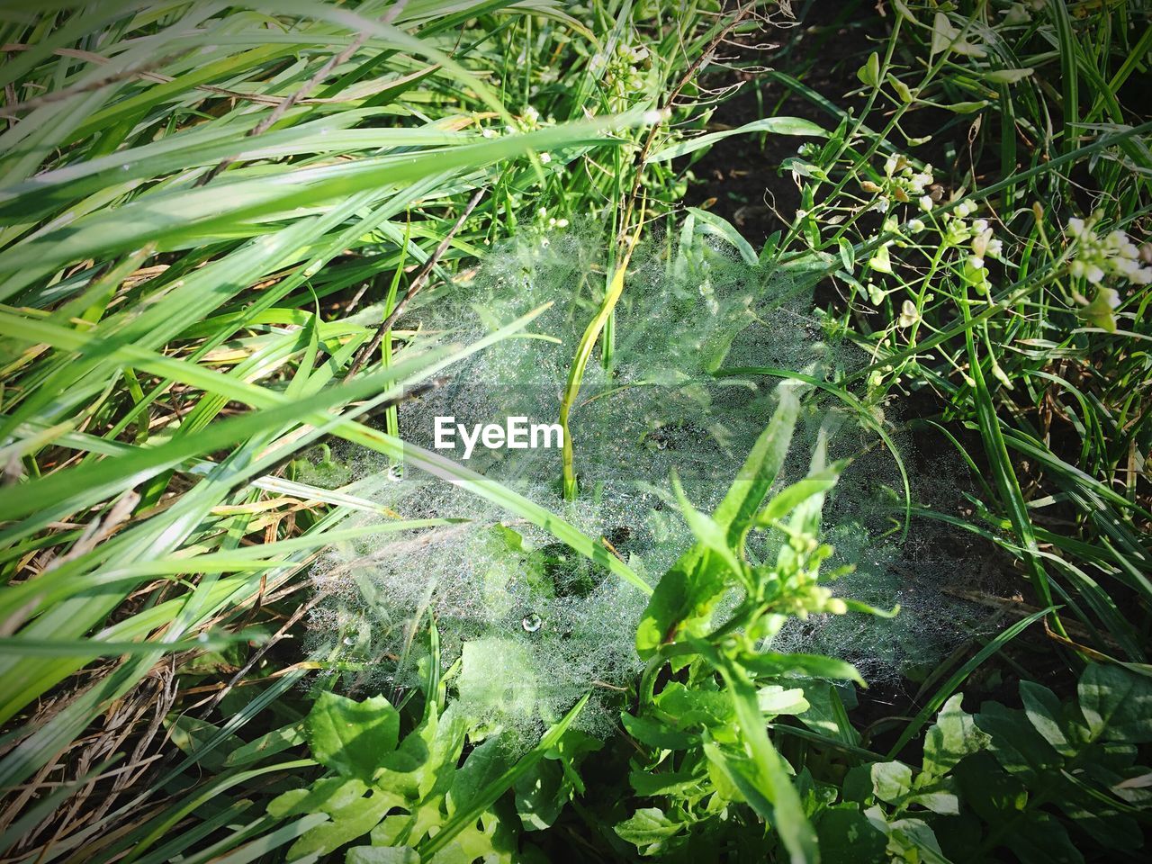 High angle view of spider web on field