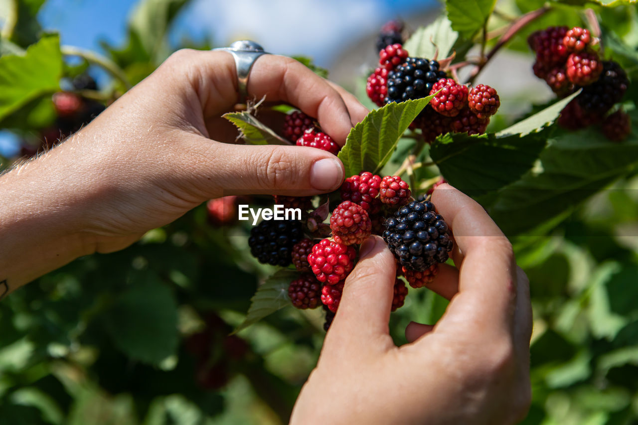 Cropped hand of woman holding berries