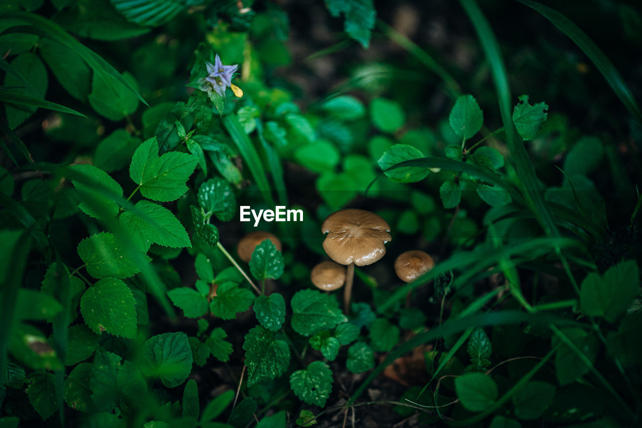 High angle view of mushrooms growing on field