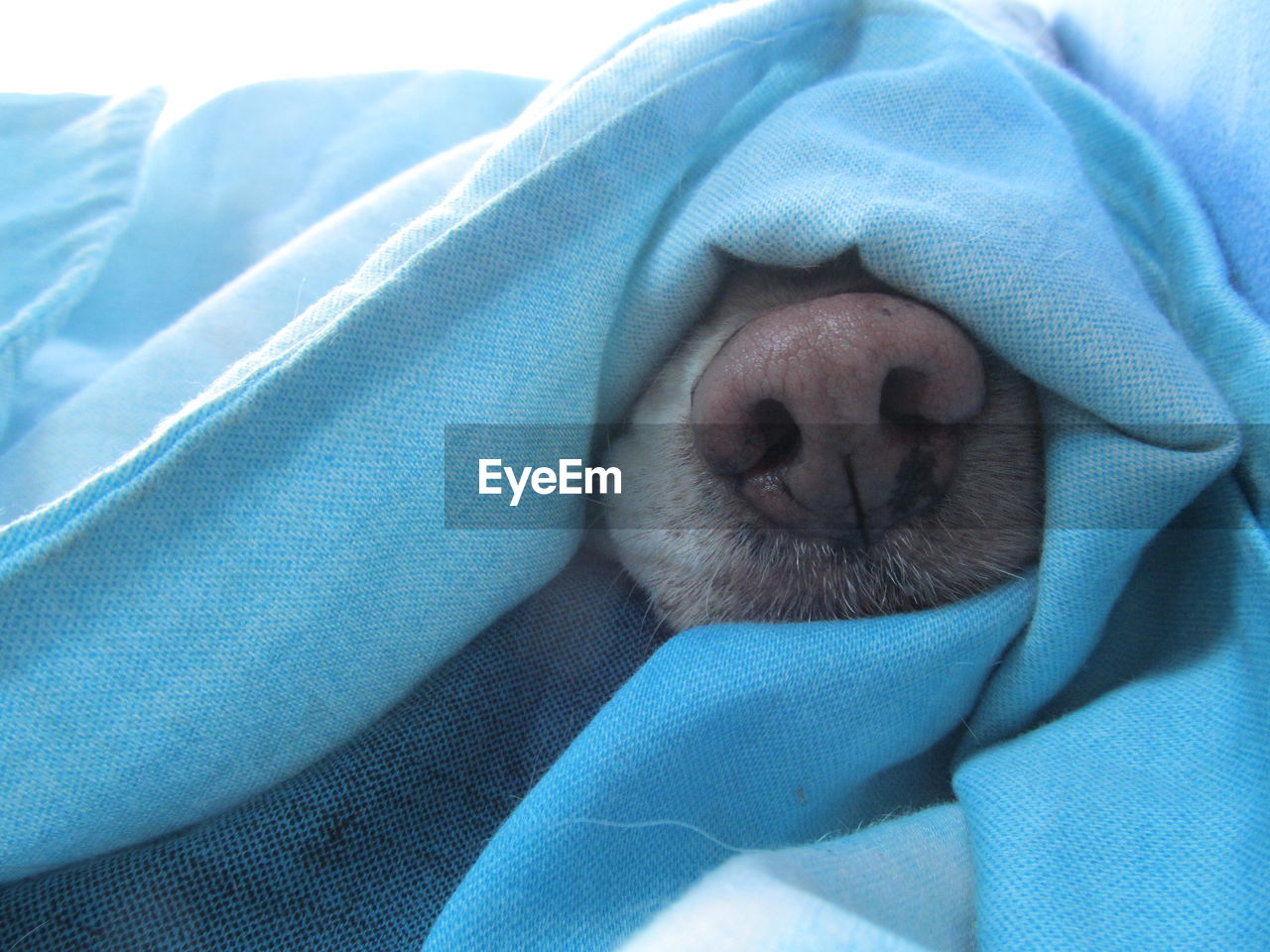 Cropped image of dog nose covered in blue blanket