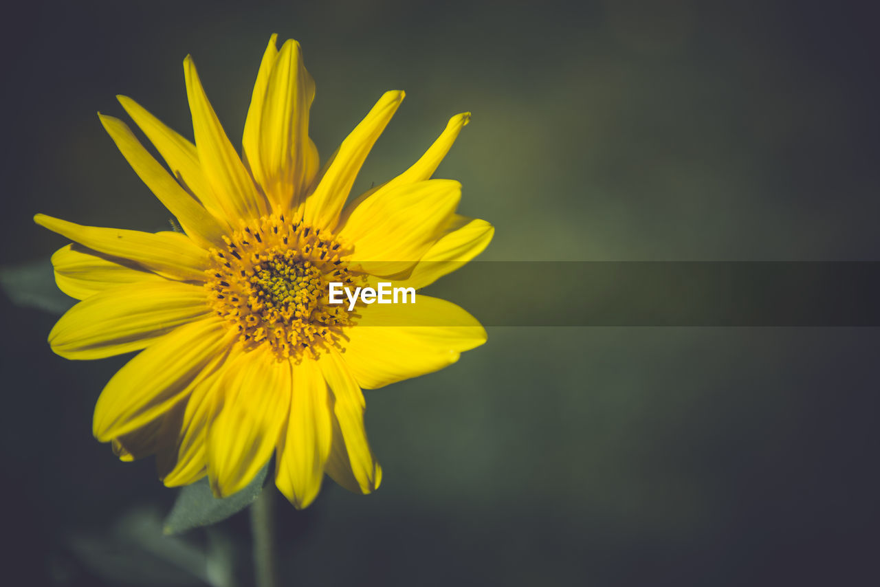 CLOSE-UP OF YELLOW DAISY FLOWER