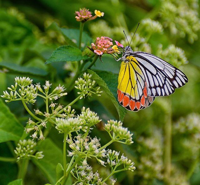 animal wildlife, animal themes, butterfly, insect, animal, animal wing, beauty in nature, flower, plant, moths and butterflies, flowering plant, monarch butterfly, one animal, nature, wildlife, fragility, close-up, animal body part, no people, plant part, leaf, freshness, summer, outdoors, focus on foreground, multi colored, food, macro photography, flying, green, environment, day, feeding