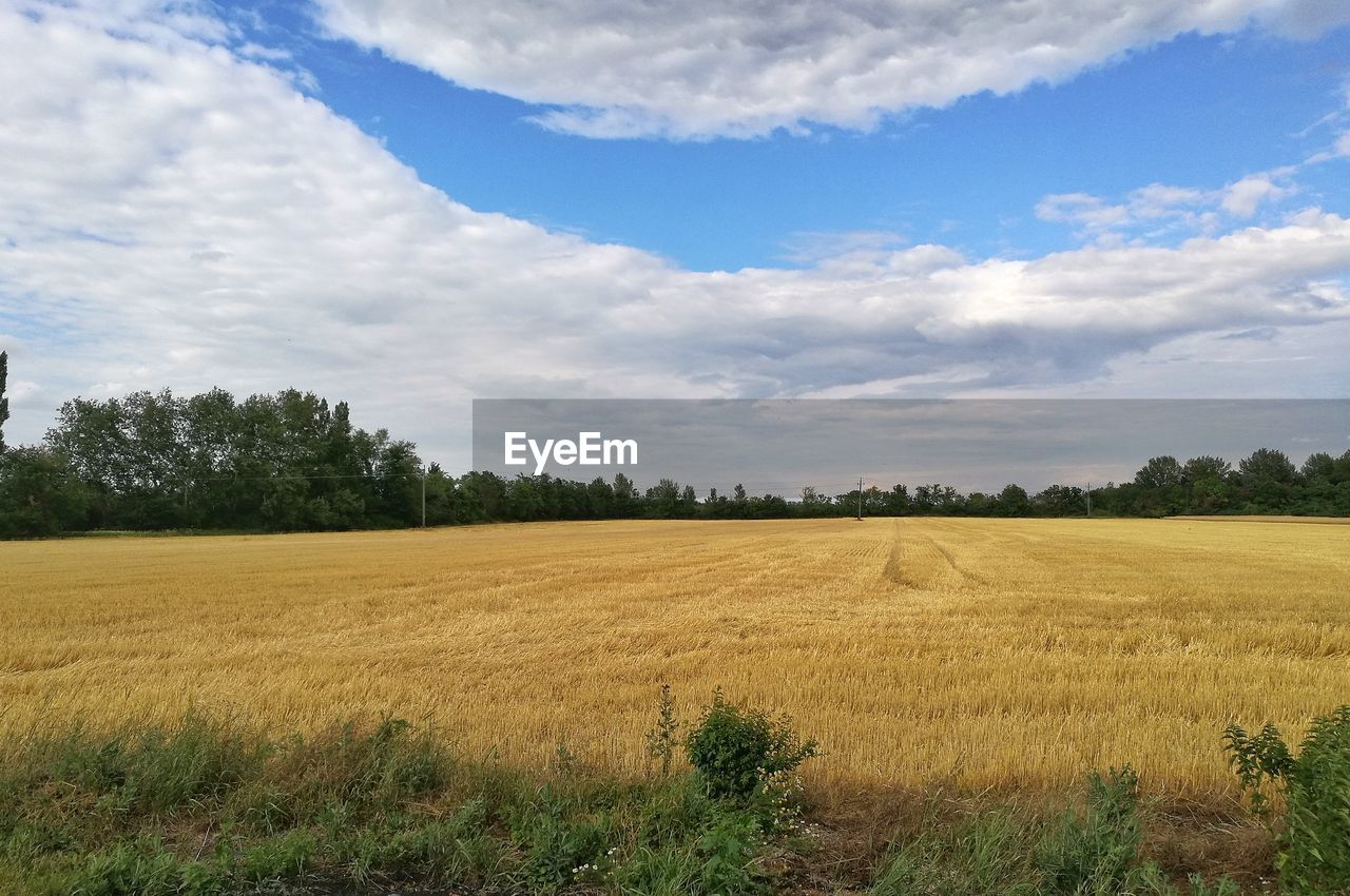 Scenic view of field against sky