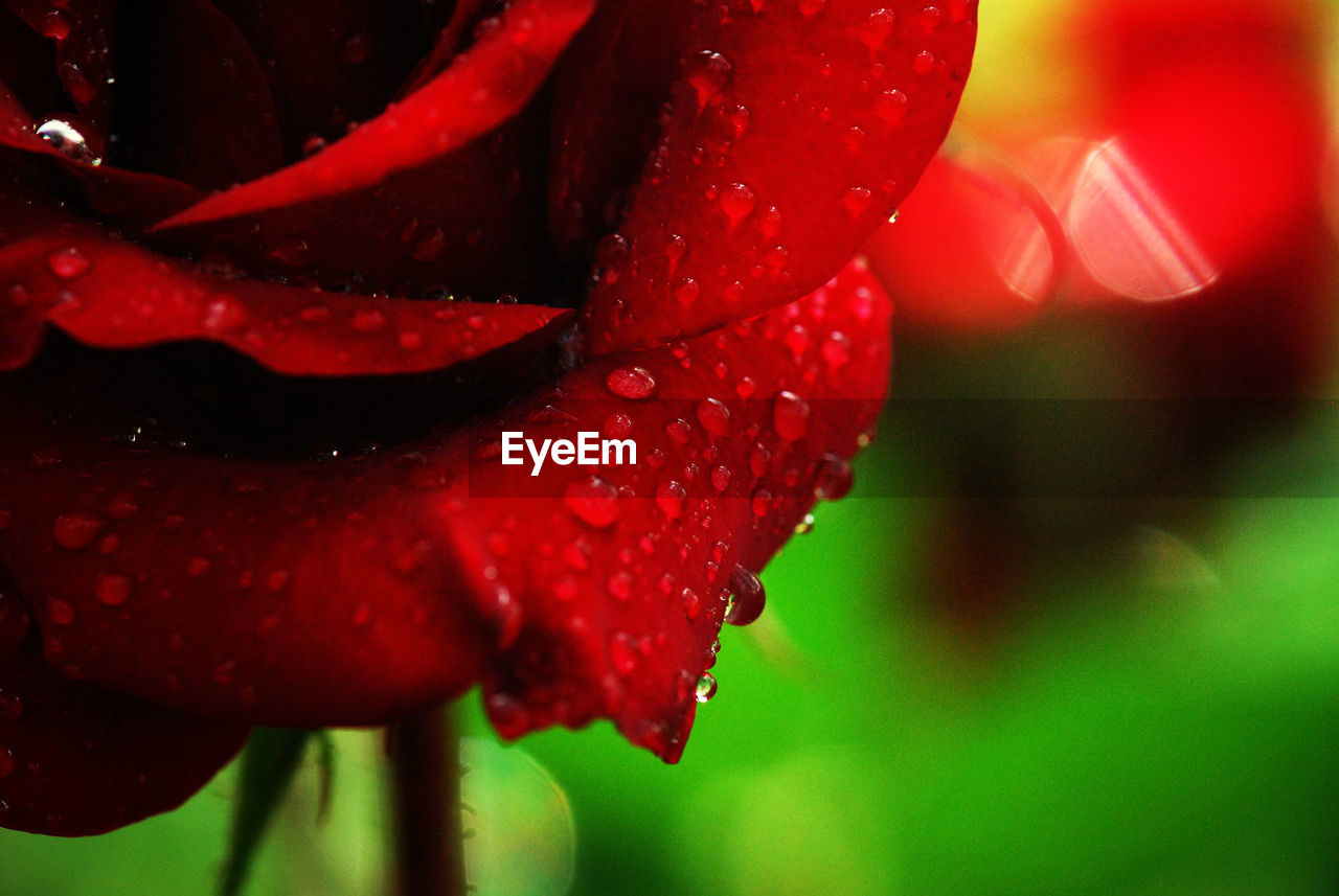 Cropped image of wet red rose