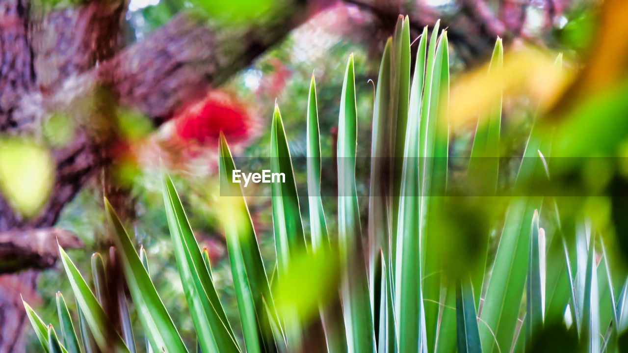 Close-up of purple flowering plants on field