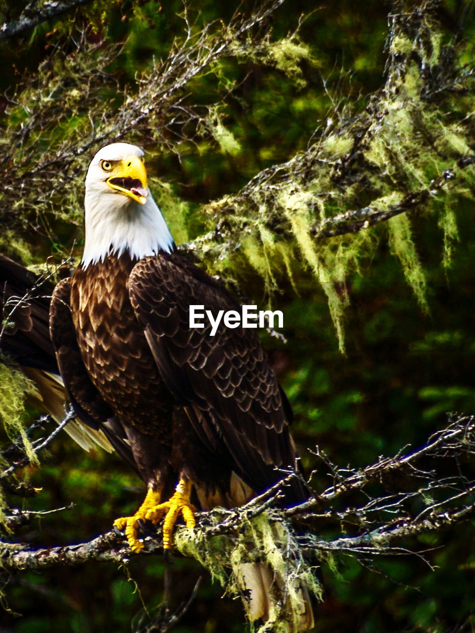 eagle perching on tree