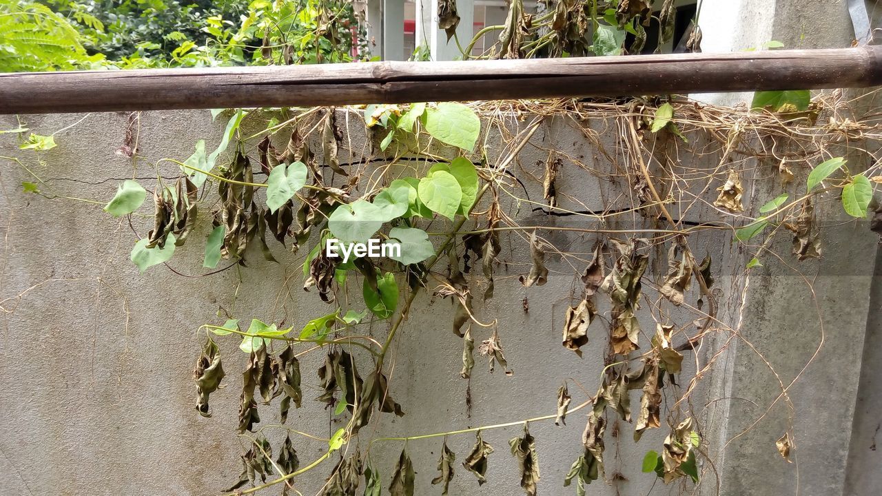 PLANTS GROWING ON MESSY LEAVES