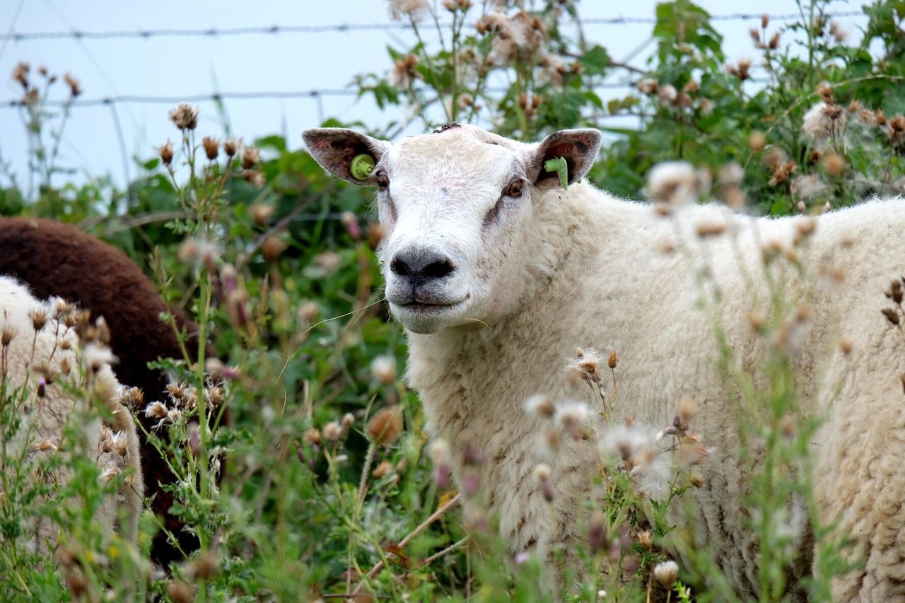 CLOSE-UP OF SHEEP STANDING BY FIELD