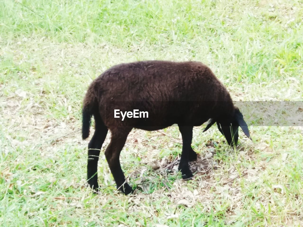 HORSE GRAZING ON GRASS