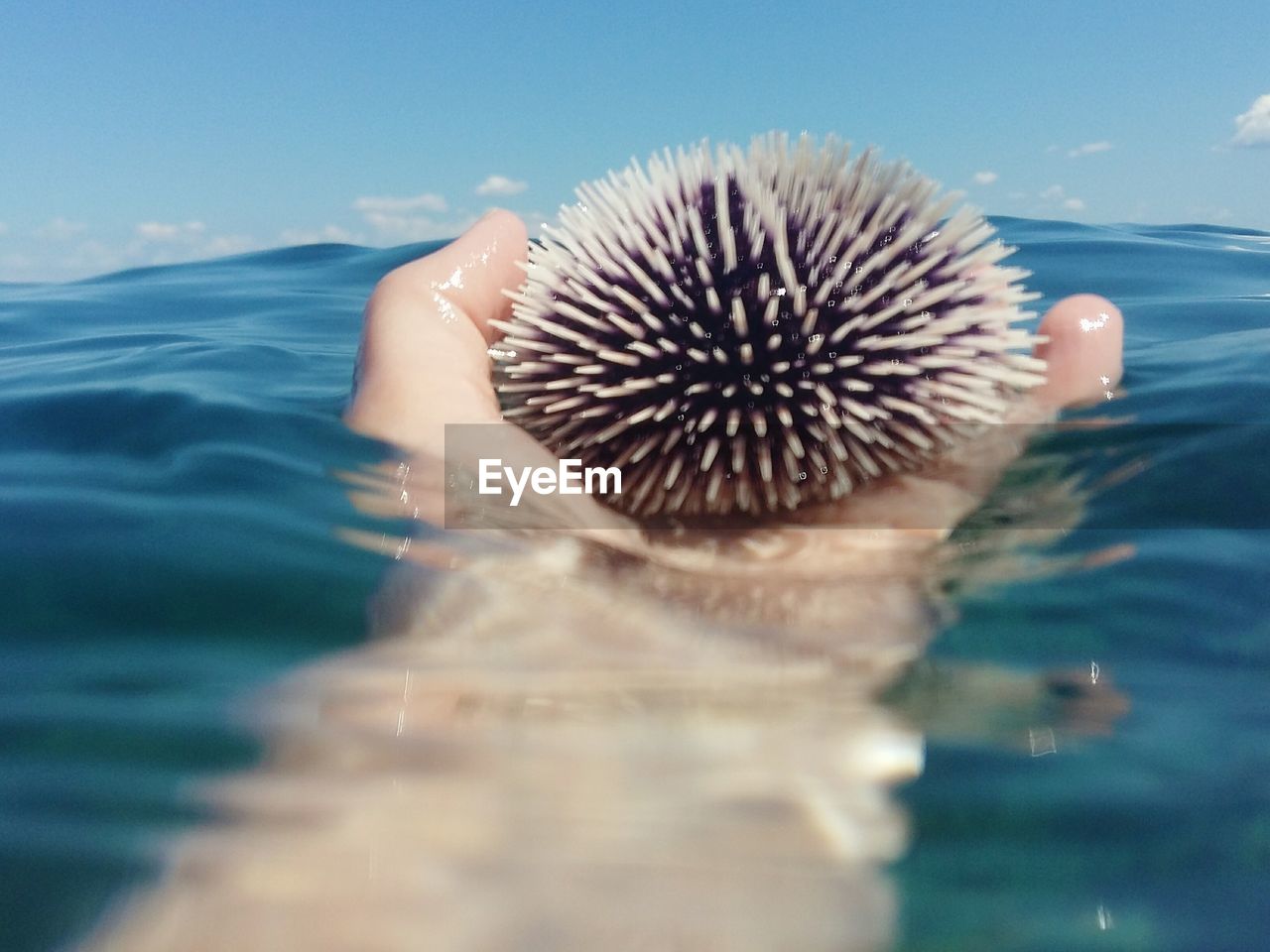 Cropped image of hand holding sea urchin in water