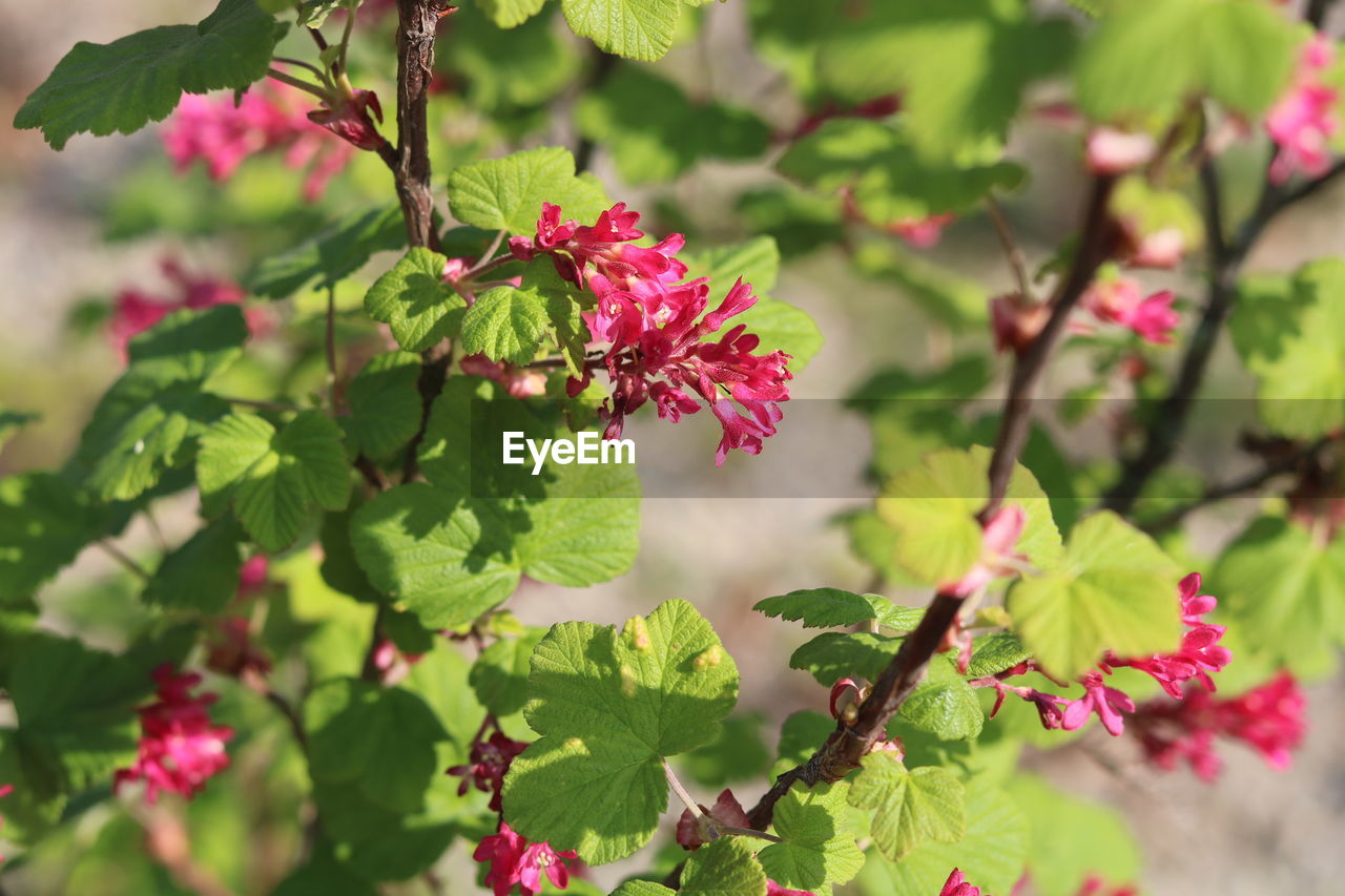 CLOSE-UP OF RED FLOWERING PLANTS