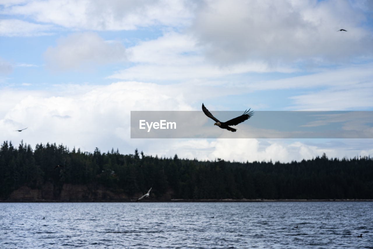 SEAGULL FLYING OVER A SEA