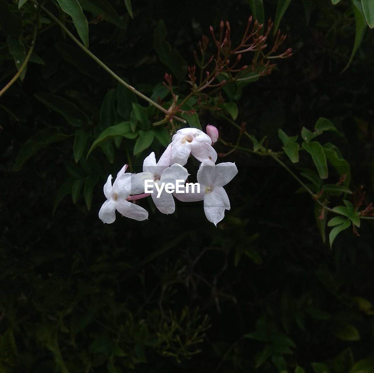 CLOSE-UP OF WHITE FLOWERS