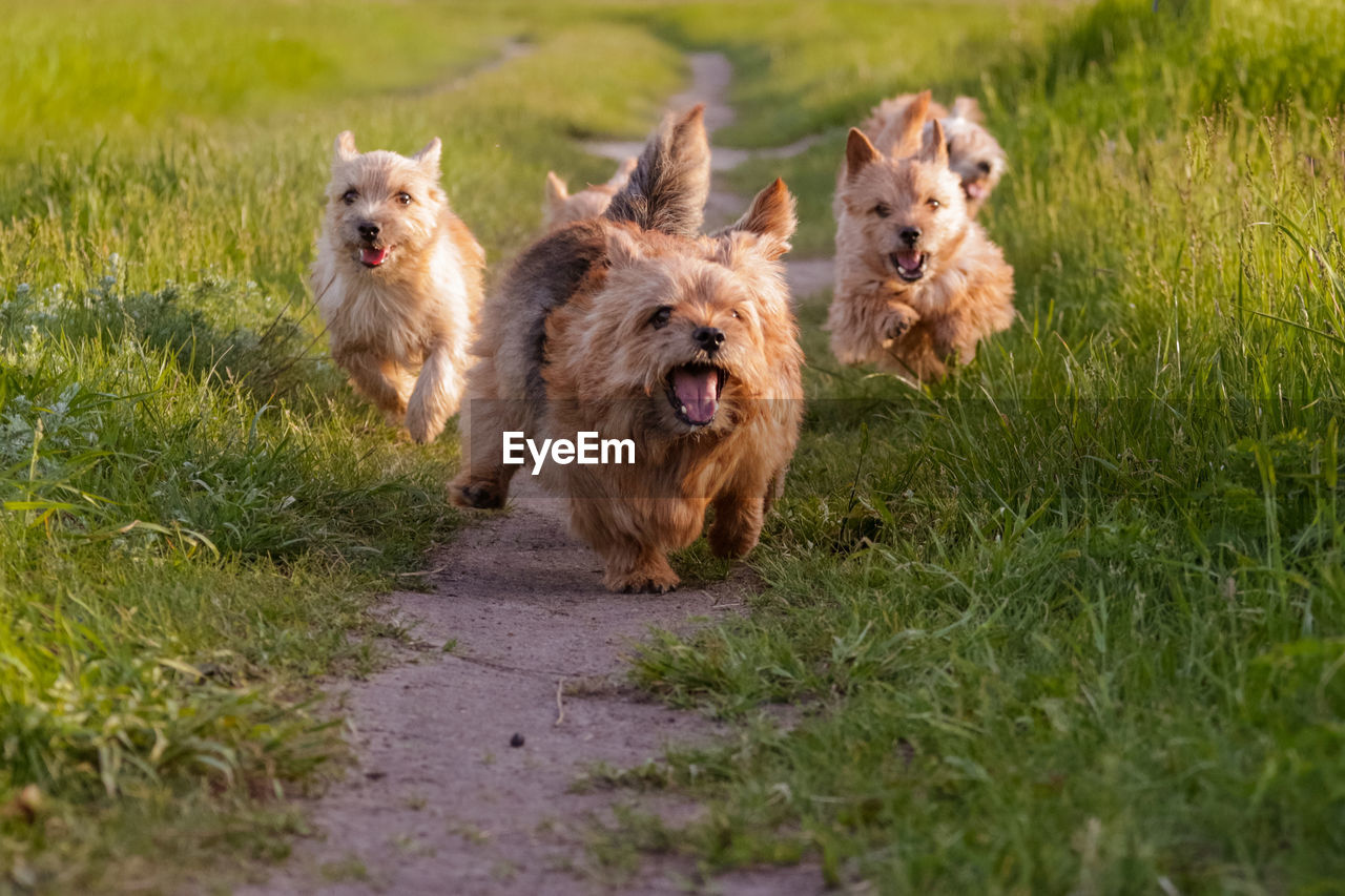 Dogs breed norwich terrier on the walk in the field