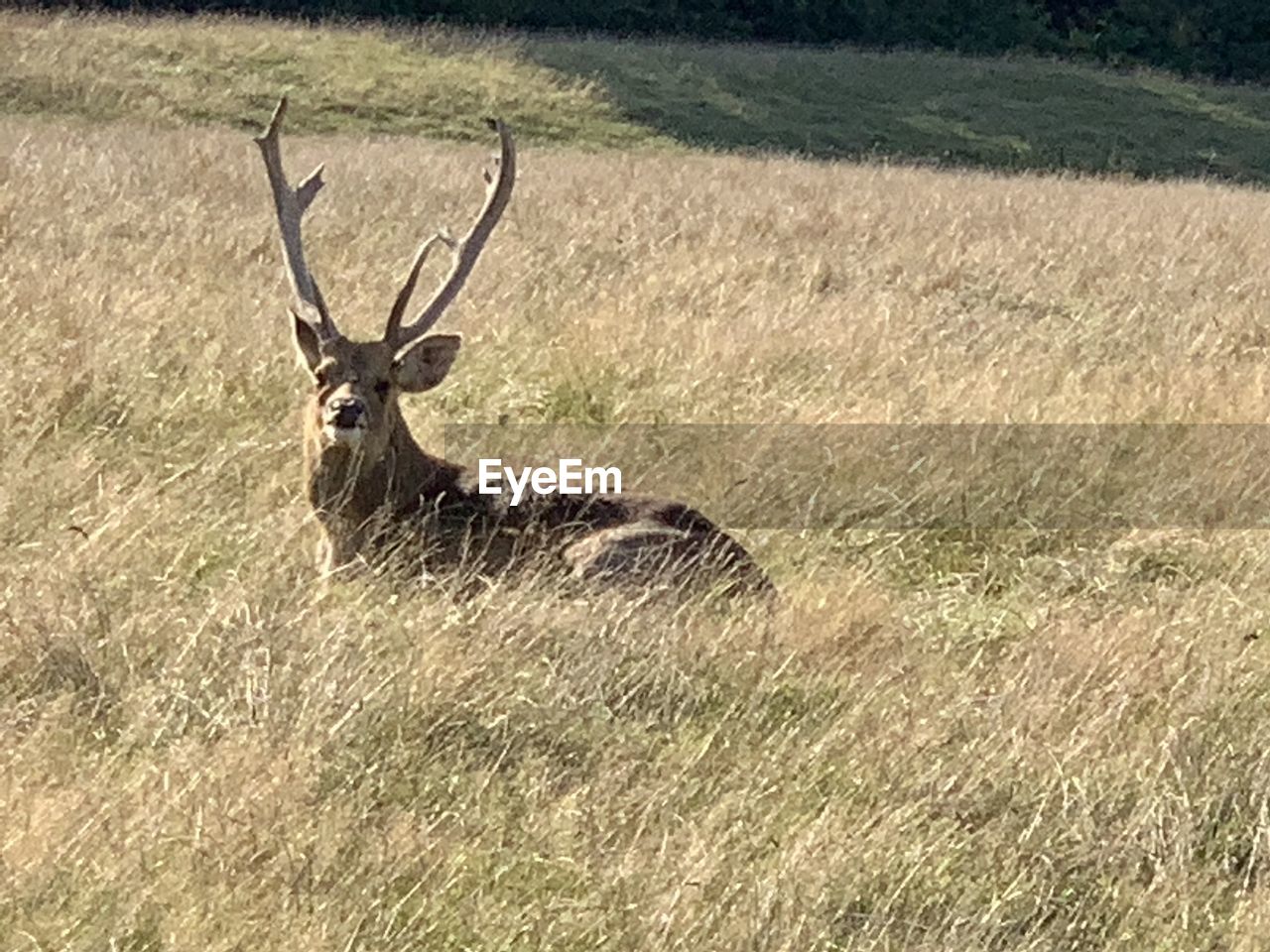 VIEW OF DEER ON GRASS