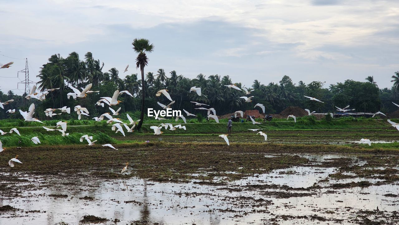 animal, animal themes, wildlife, bird, animal wildlife, large group of animals, group of animals, nature, sky, cloud, water, flock of birds, no people, environment, plant, flying, wetland, flock, day, tree, landscape, outdoors