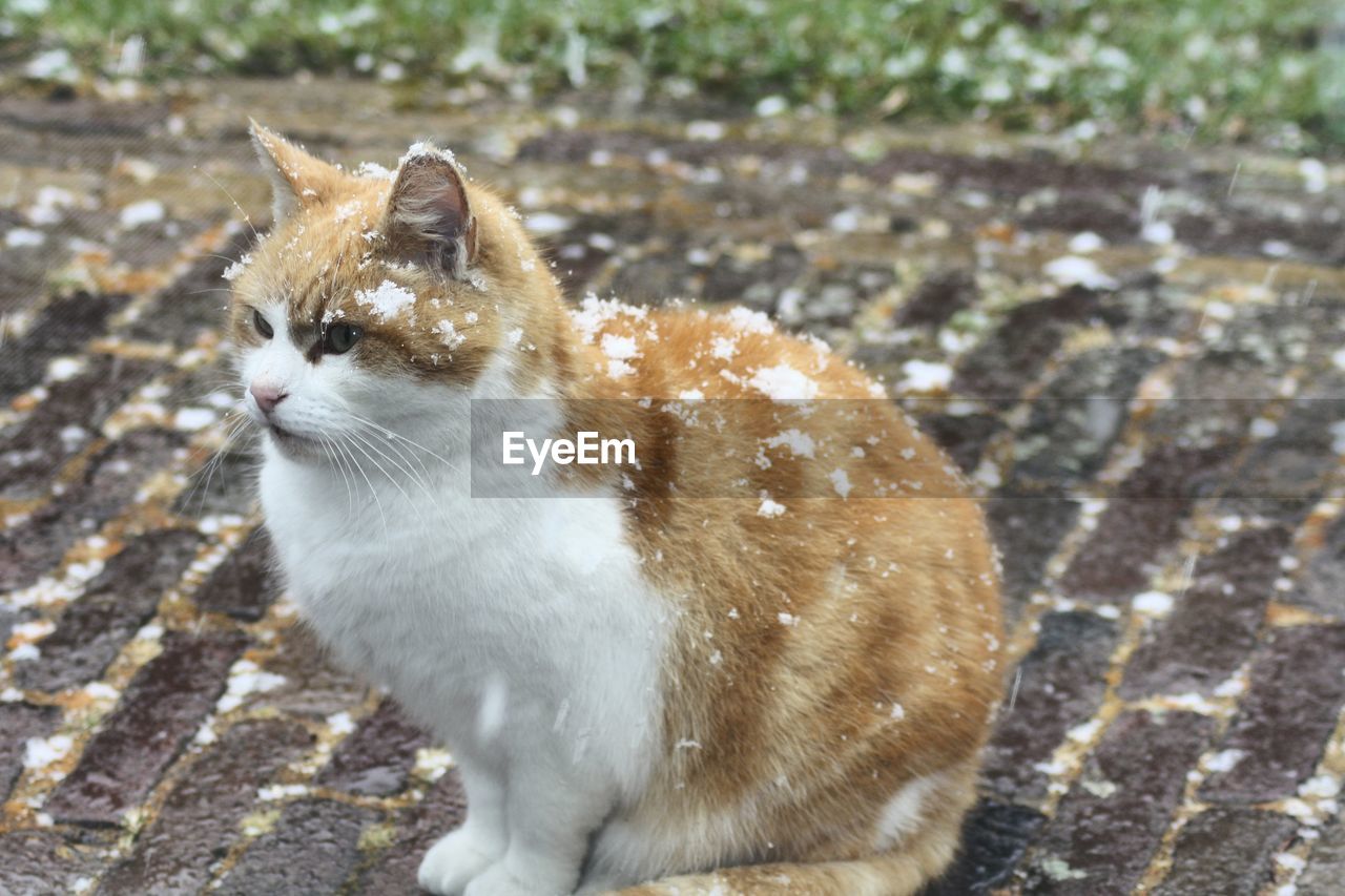 Close-up of a cat looking away in snow 