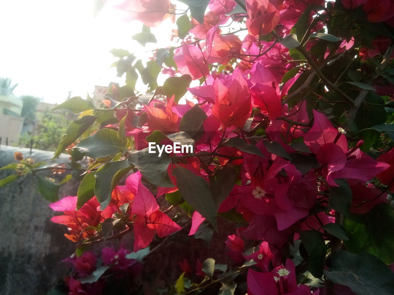 CLOSE-UP OF RED TREE