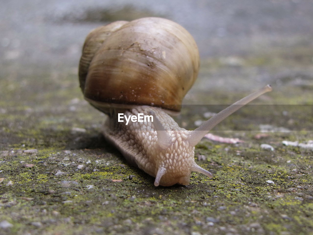 Snail on the road with shell and antennas