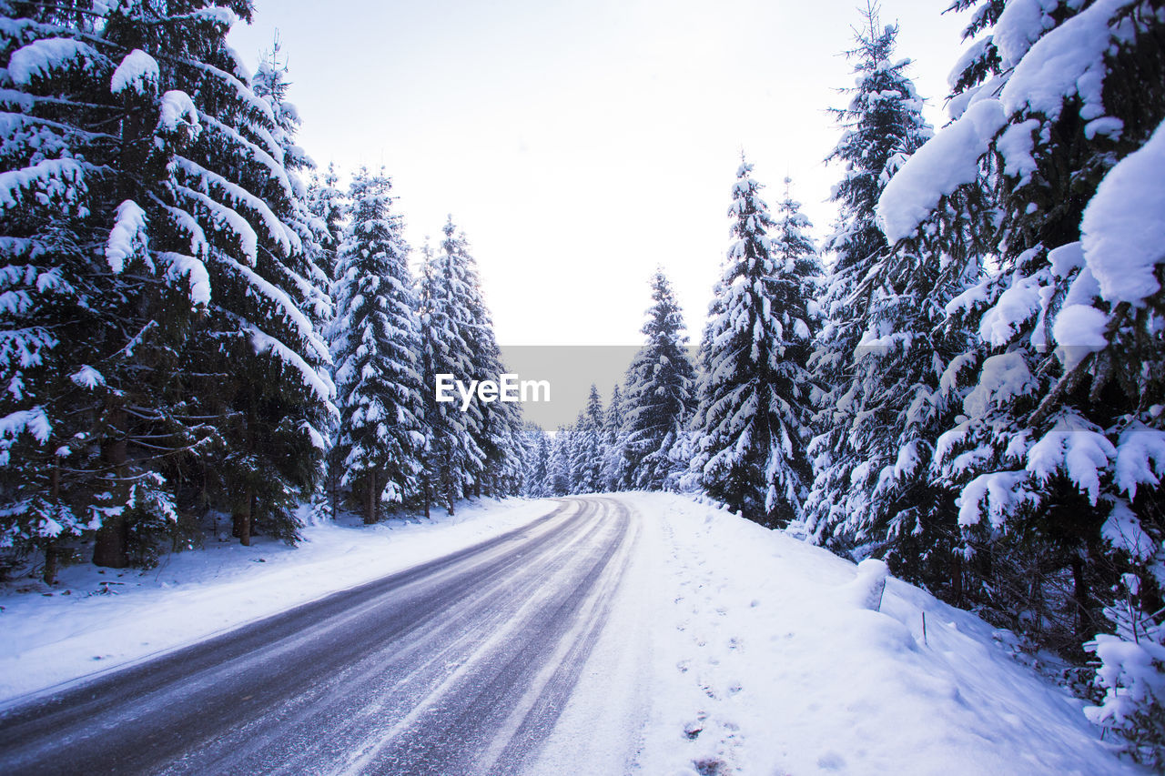 road amidst trees in forest